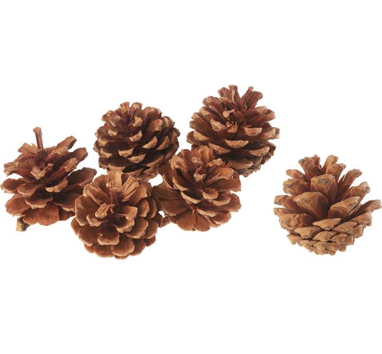 Fir cones, natural